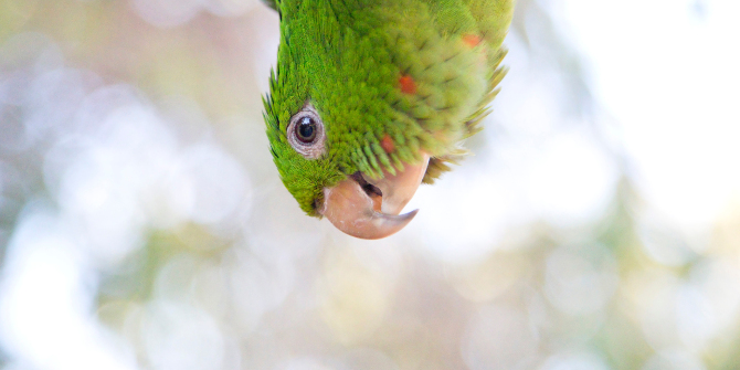 amazon parrot upside down 670x335